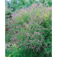 Kategorie <b>Blütensträucher und Ziergehölze </b> - Lespedeza bicolor 'Summer Beauty' 30-40 cm