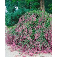 Kategorie <b>Produkt nicht gewünscht </b> - Lespedeza buergeri 30-40 cm