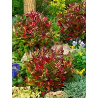 Kategorie <b>Rhododendren, Azaleen und Heide </b> - Leucothoe axillaris 'Red Lips' 20-25 cm