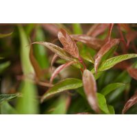 Kategorie <b>Rhododendren, Azaleen und Heide </b> - Leucothoe keiskei 'Burning Love' 20-30 cm