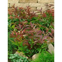 Kategorie <b>Rhododendren, Azaleen und Heide </b> - Leucothoe keiskei 'Halloween' 20-30 cm