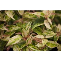 Kategorie <b>Rhododendren, Azaleen und Heide </b> - Leucothoe walteri 'Makijaz' 20-30 cm