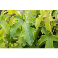 Kategorie <b>Blütensträucher und Ziergehölze </b> - Liquidambar styraciflua 'Autumn Color Globe' 40-60 cm