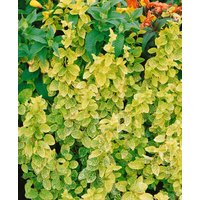 Kategorie <b>Produkt nicht gewünscht </b> - Lonicera japonica 'Aureoreticulata' 150-200 cm