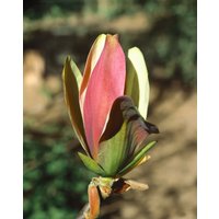 Kategorie <b>Blütensträucher und Ziergehölze </b> - Magnolia brooklynensis 'Woodsman' 50-60 cm