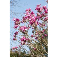 Kategorie <b>Blütensträucher und Ziergehölze </b> - Magnolia denudata 'Festirose' 80-100 cm