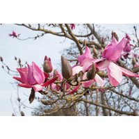 Kategorie <b>Blütensträucher und Ziergehölze </b> - Magnolia 'Felix Jury' 40-60 cm