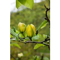 Kategorie <b>Blütensträucher und Ziergehölze </b> - Magnolia 'Green Bee' 80-100 cm