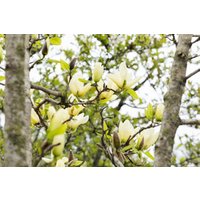 Kategorie <b>Blütensträucher und Ziergehölze </b> - Magnolia 'Honey Tulip' 60-80 cm