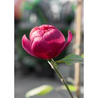 Kategorie <b>Blütensträucher und Ziergehölze </b> - Magnolia 'Ian's Red' 60-80 cm