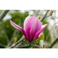 Kategorie <b>Blütensträucher und Ziergehölze </b> - Magnolia 'March Till-Frost' 80-100 cm
