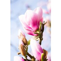 Kategorie <b>Blütensträucher und Ziergehölze </b> - Magnolia 'Red Lucky' 60-80 cm