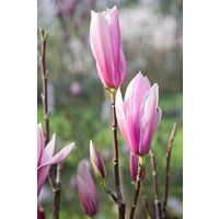 Kategorie <b>Blütensträucher und Ziergehölze </b> - Magnolia 'Sentinel' 60-80 cm