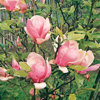 Blütensträucher und Ziergehölze - Magnolia soulangiana Lennei 200-225 cm