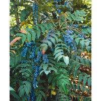 Kategorie <b>Blütensträucher und Ziergehölze </b> - Mahonia media 'Charity' 40-60 cm