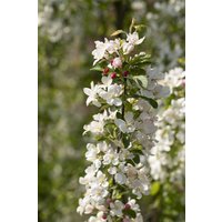 Kategorie <b>Blütensträucher und Ziergehölze </b> - Malus 'Beverly' 80-100 cm