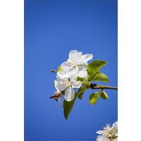 Blütensträucher und Ziergehölze - Malus 'Butterball' 80-100 cm