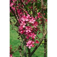 Kategorie <b>Blütensträucher und Ziergehölze </b> - Malus 'Cardinal' 80-100 cm