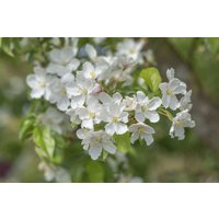 Kategorie <b>Blütensträucher und Ziergehölze </b> - Malus 'Fontana' 80 cm Stammhöhe