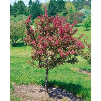 Kategorie <b>Blütensträucher und Ziergehölze </b> - Malus 'Freija' 80 cm Stammhöhe