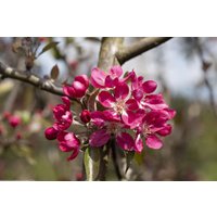 Kategorie <b>Blütensträucher und Ziergehölze </b> - Malus 'Mokum' 80-100 cm