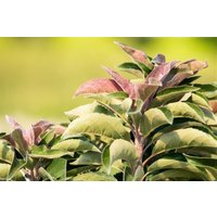 Kategorie <b>Blütensträucher und Ziergehölze </b> - Malus 'Pom Pom' 40 cm Stammhöhe