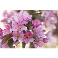 Kategorie <b>Blütensträucher und Ziergehölze </b> - Malus 'Rode Dwerg' 50 cm Stammhöhe