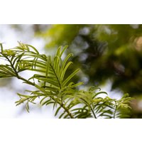 Kategorie <b>Nadelbäume u. Koniferen </b> - Metasequoia glyptostroboides 'Hamlet's Broom' 40-50 cm