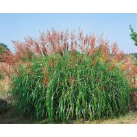 Kategorie <b>Gräser </b> - Miscanthus sinensis 'Septemberrot' 3-5 Liter Container (Wuchs jahreszeitlich)