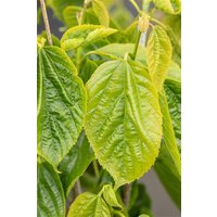 Kategorie <b>Laubbäume </b> - Morus alba Giant Fruit 50-60 cm