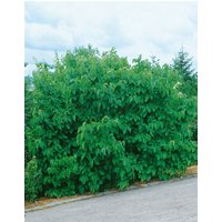 Kategorie <b>Laubbäume </b> - Morus nigra Jerusalem 50-60 cm