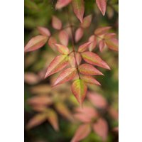 Kategorie <b>Produkt nicht gewünscht </b> - Nandina domestica 125-150 cm