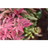 Kategorie <b>Blütensträucher und Ziergehölze </b> - Nandina domestica 'Blush Pink' 30-40 cm