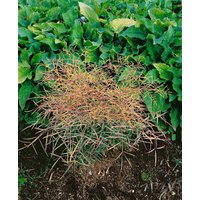 Kategorie <b>Produkt nicht gewünscht </b> - Nandina domestica 'Filamentosa' 40-50 cm