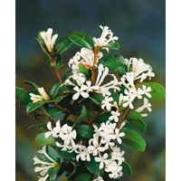 Kategorie <b>Produkt nicht gewünscht </b> - Osmanthus delavayi 30-40 cm