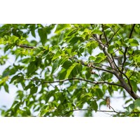 Kategorie <b>Laubbäume </b> - Ostrya carpinifolia 60-100 cm