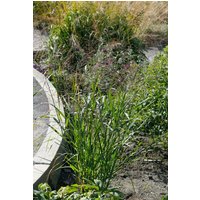 Kategorie <b>Produkt nicht gewünscht </b> - Panicum virgatum 'Thundercloud' 5-7,5 Liter Container (Wuchs jahreszeitlich)