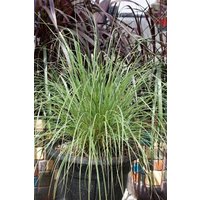 Kategorie <b>Gräser </b> - Pennisetum alopecuroides 'Pennstripe' 2 Liter Container (Wuchs jahreszeitlich)