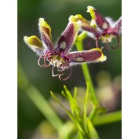 Kategorie <b>Produkt nicht gewünscht </b> - Periploca graeca 60-100 cm