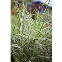 Kategorie <b>Produkt nicht gewünscht </b> - Phalaris arundinacea 'Feesey' ca. 12 cm Topf (Wuchs jahreszeitlich)