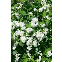 Kategorie <b>Produkt nicht gewünscht </b> - Philadelphus 'Bouquet Blanc' 100-125 cm