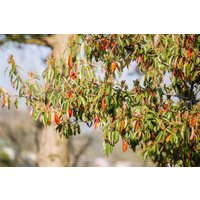 Kategorie <b>Produkt nicht gewünscht </b> - Photinia davidiana 80-100 cm