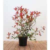 Kategorie <b>Blütensträucher und Ziergehölze </b> - Photinia fraseri 'Carré Rouge' 60-80 cm