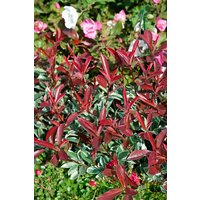 Kategorie <b>Blütensträucher und Ziergehölze </b> - Photinia fraseri 'Pink Marble' 80 cm Stammhöhe