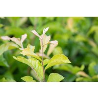 Kategorie <b>Blütensträucher und Ziergehölze </b> - Photinia villosa 60-100 cm