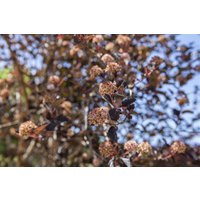 Kategorie <b>Produkt nicht gewünscht </b> - Physocarpus opulifolius 100-125 cm
