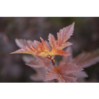 Kategorie <b>Blütensträucher und Ziergehölze </b> - Physocarpus opulifolius 'Andre' 60-100 cm