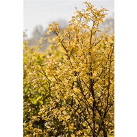 Kategorie <b>Produkt nicht gewünscht </b> - Physocarpus opulifolius 'Nugget' 40-60 cm