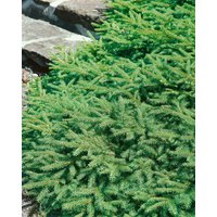 Nadelbäume u. Koniferen - Picea abies Pumila 20-30 cm