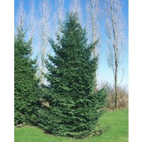 Nadelbäume u. Koniferen - Picea orientalis 150-175 cm